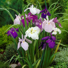 Japanese Iris - Zen Garden Mix: 5 Rhizomes