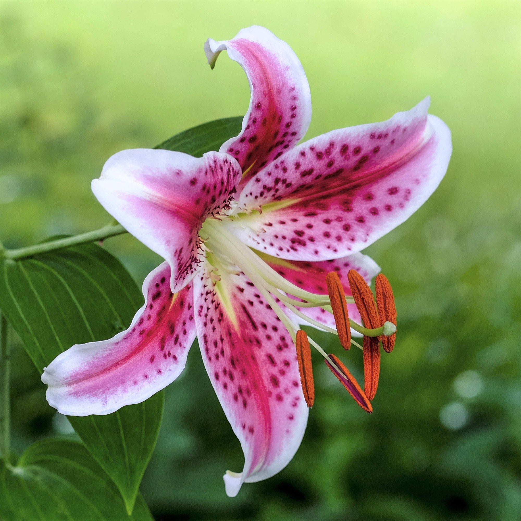 Lilium - Oriental Lily Stargazer: 3 Bulbs