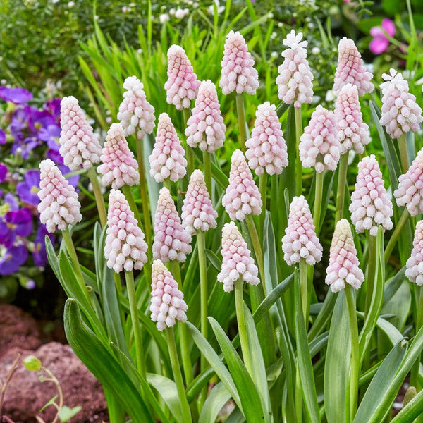 Muscari - Grape Hyacinth Pink Surprise: 10 Bulbs