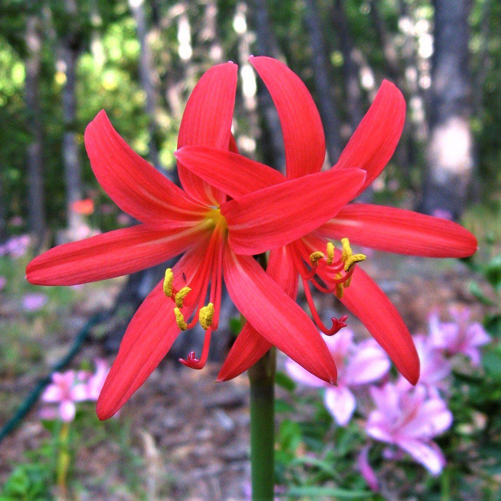 Oxblood Lilies - Rhodophiala Bifida: 1 Bulb