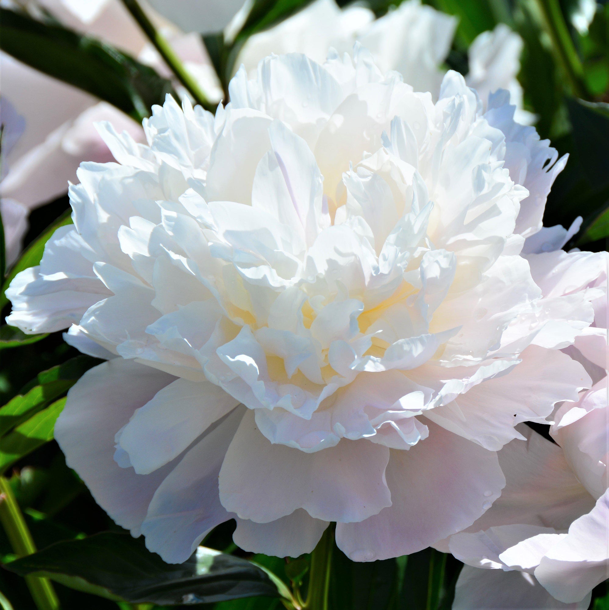 Peony - Officinalis Alba Plena: 1 Field Grown Division