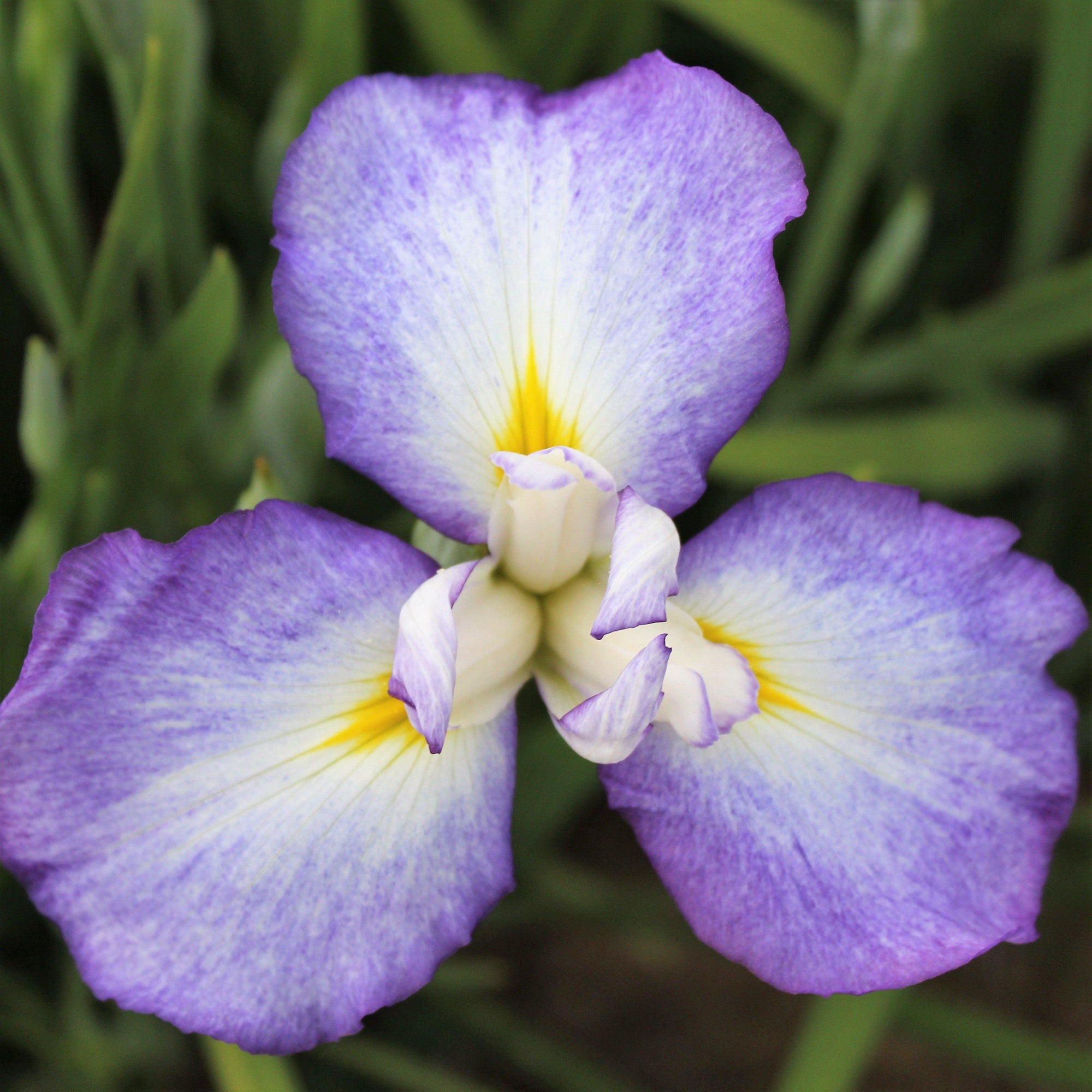 Japanese Iris - Zen Garden Mix: 5 Rhizomes