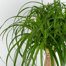 Ponytail Palm | medium 6in