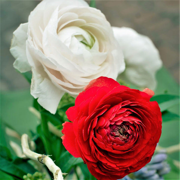 Ranunculus - Tecolote Romance Collection: 20 Corms