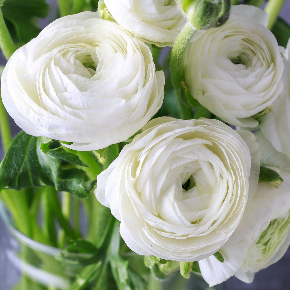 Ranunculus - Tecolote Romance Collection: 20 Corms