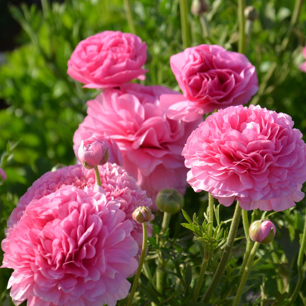 Ranunculus - Tecolote Pink: 10 Corms