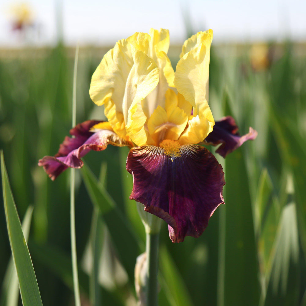 Bearded Iris - Califlora Blatant (Reblooming)