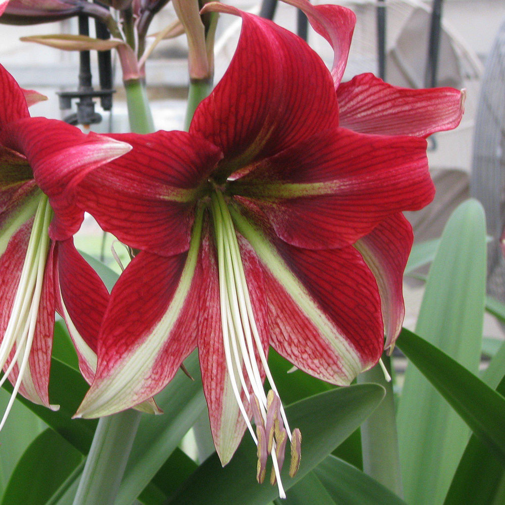 Amaryllis - Ruby Star: 1 Bulb