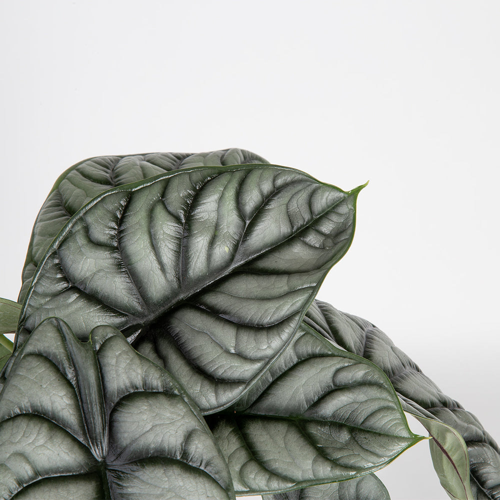 Alocasia Silver Dragon | medium 6in