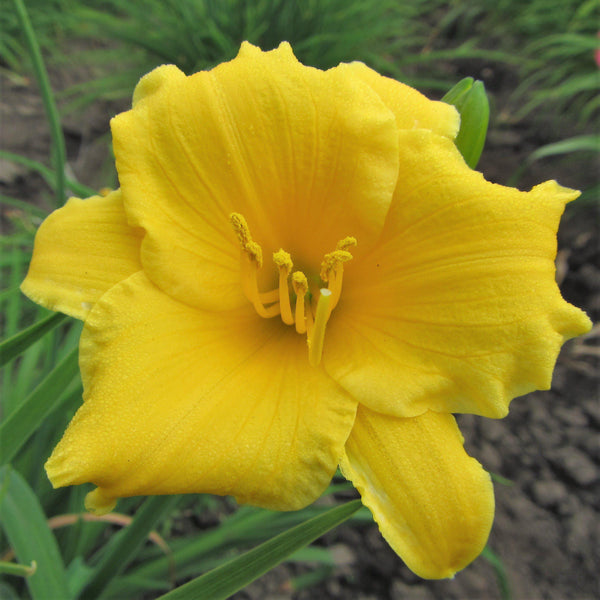 Daylily - Stella De Oro: 3 Bareroots