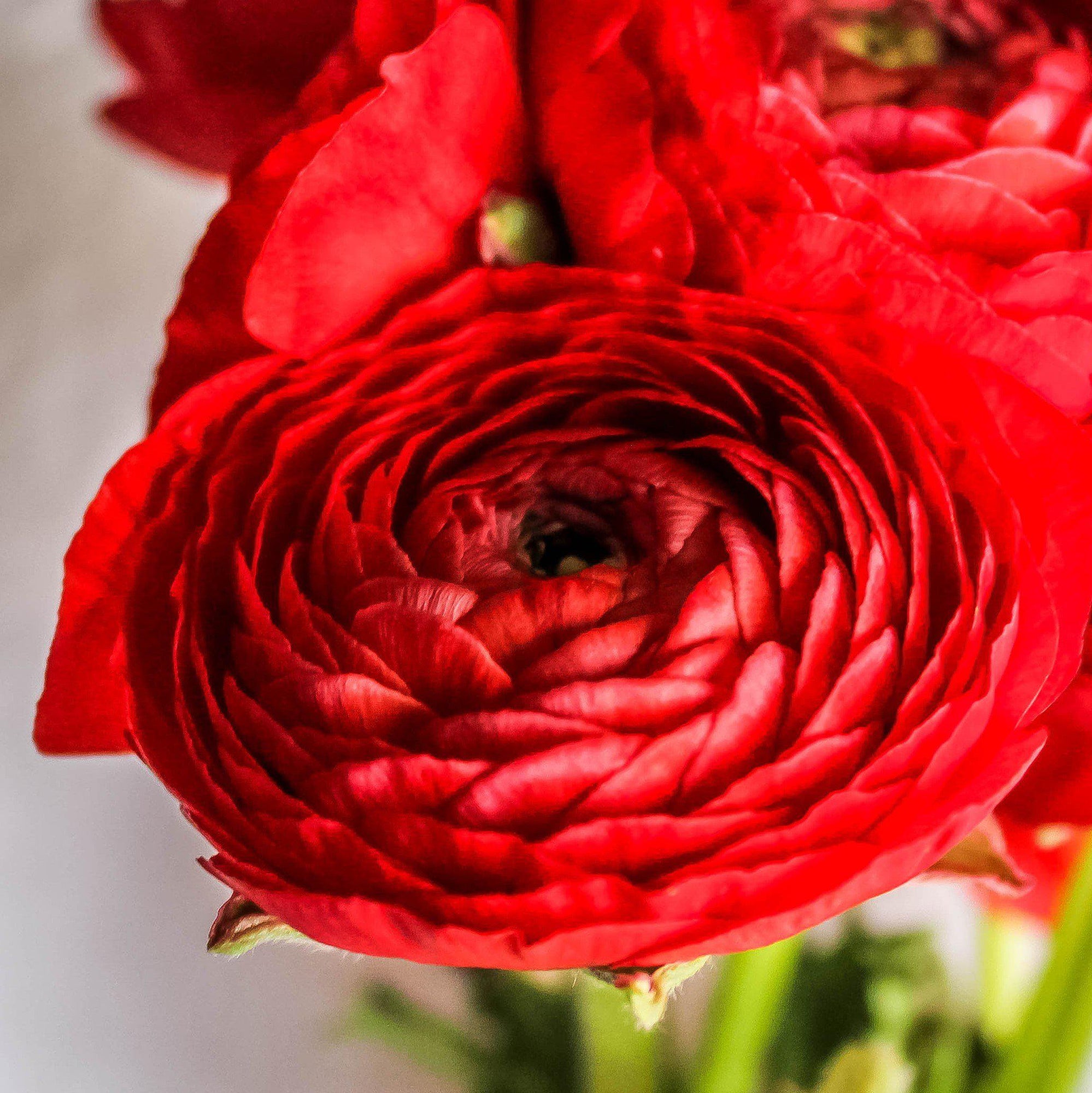 Ranunculus - Tecolote Red: 10 Corms