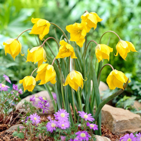 Tulip - Sylvestris: 10 Bulbs