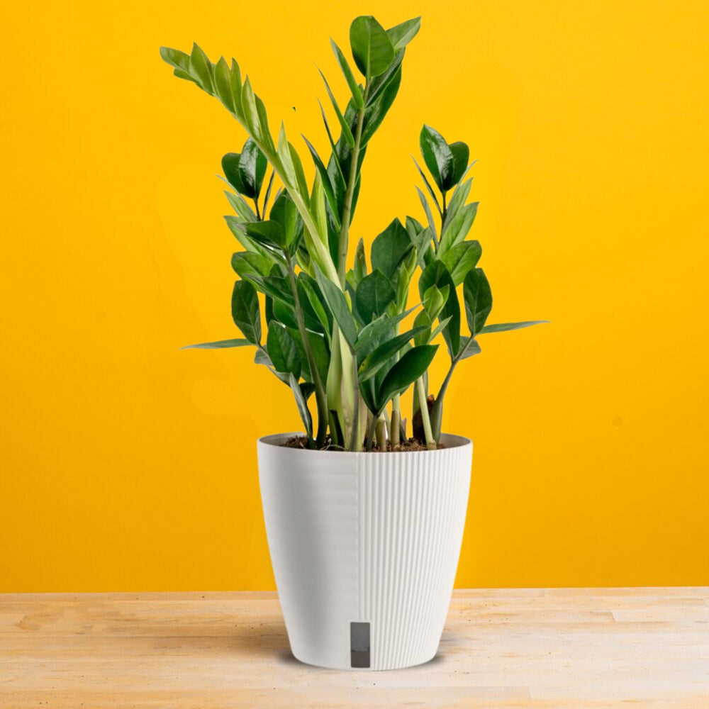 ZZ Plant | medium 6in