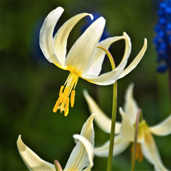 Erythronium - Californicum White Beauty: 3 Bulbs