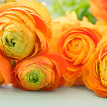 Ranunculus - Tecolote Gold: 10 Corms