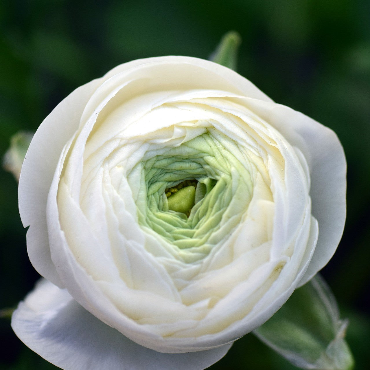 Ranunculus - Tecolote Rainbow Mix: 10 Corms