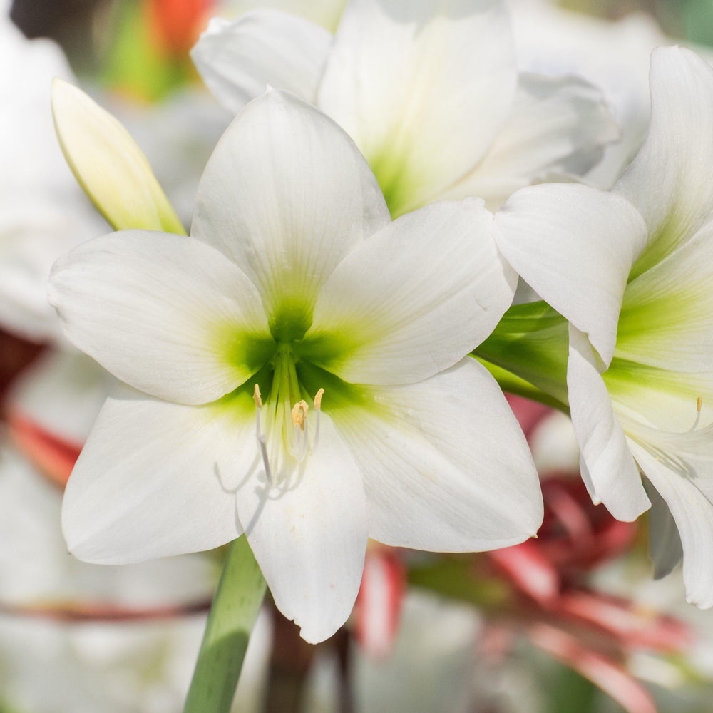 Amaryllis - White Christmas: 1 Bulb