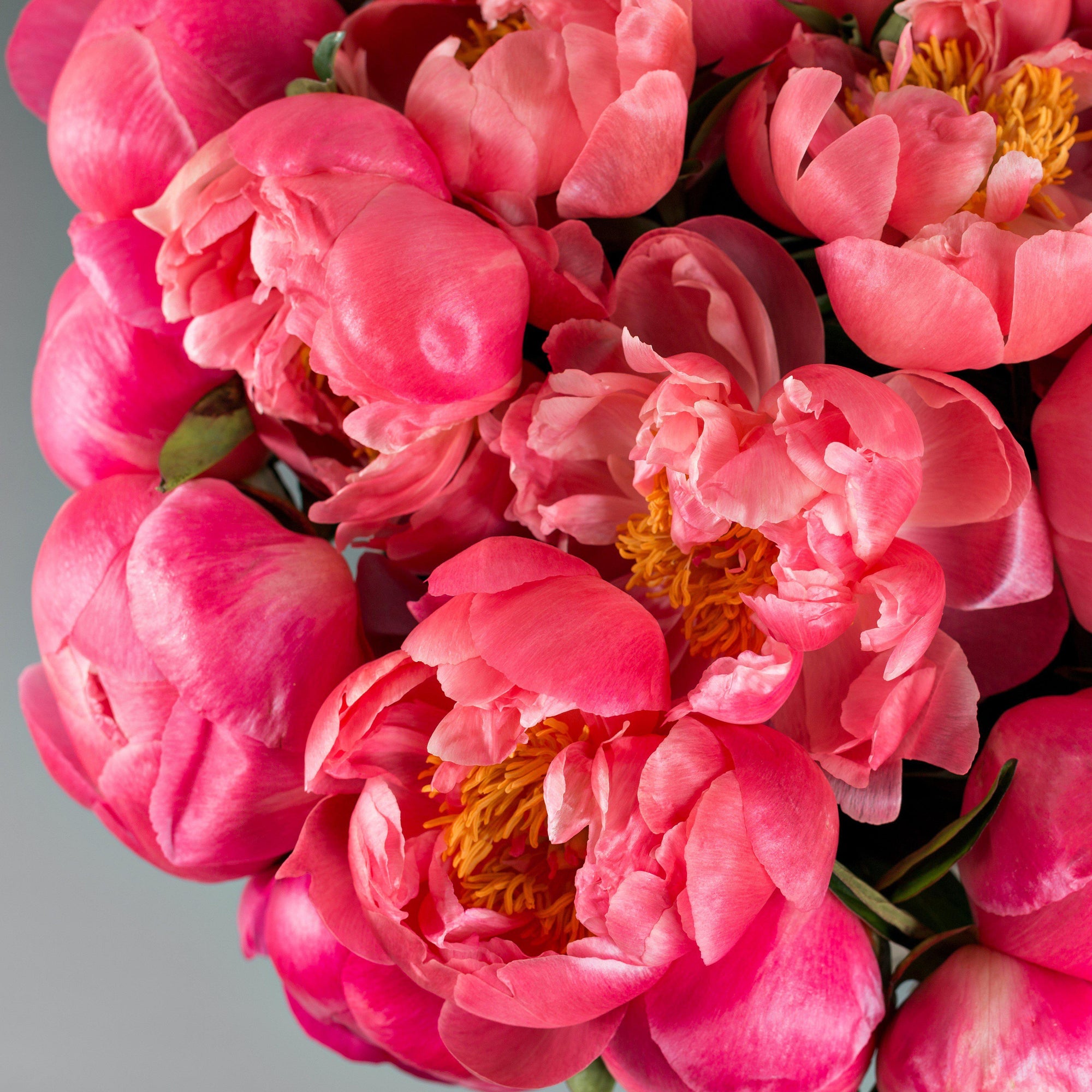 Peony - Coral Charm: 1 Field Grown Division