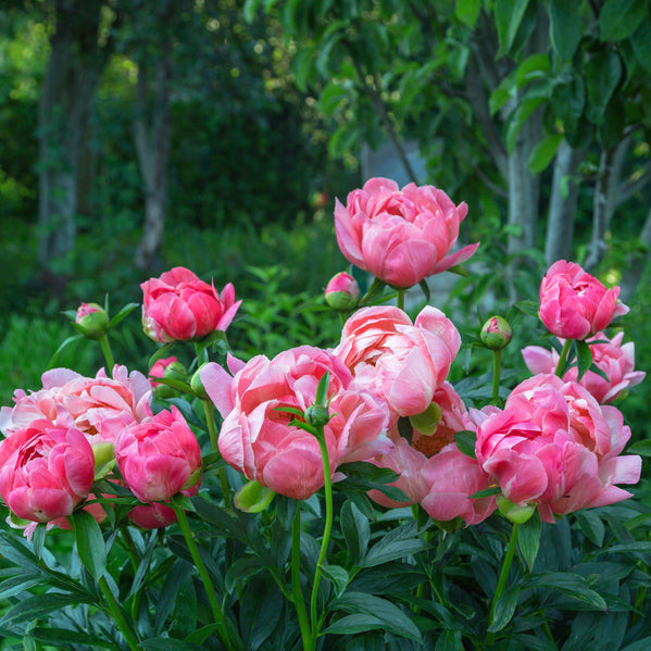 Peony - Coral Charm: 1 Field Grown Division