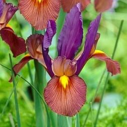 Dutch Iris - Eye of the Tiger: 20 Bulbs