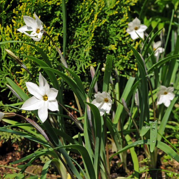 Starflower - Alberto Castillo: 10 Bulbs