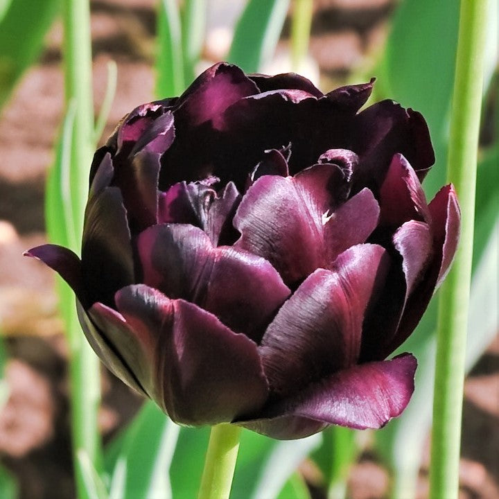 Tulip - Black Hero: 10 Bulbs