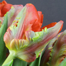 Tulip - Blumex: 10 Bulbs