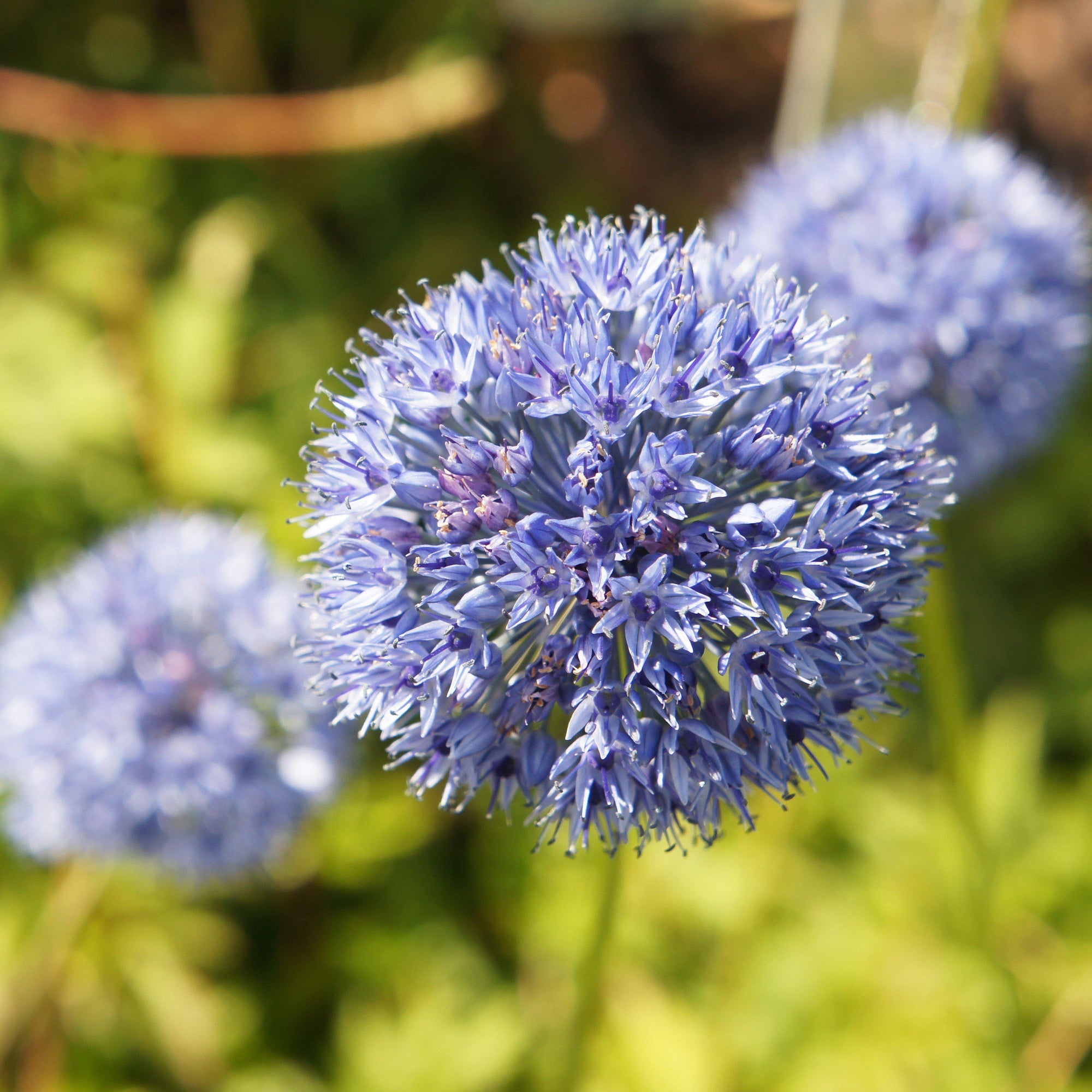 Allium - Azureum Blue of the Heavens: 20 Bulbs