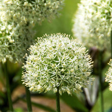 Allium - Mount Everest: 3 Bulbs