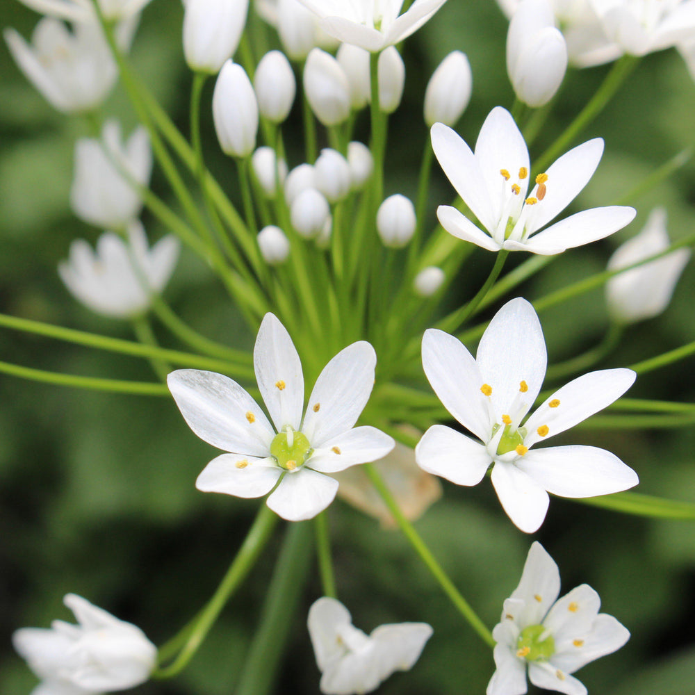 Allium - Neapolitanum Naples Garlic: 20 Bulbs