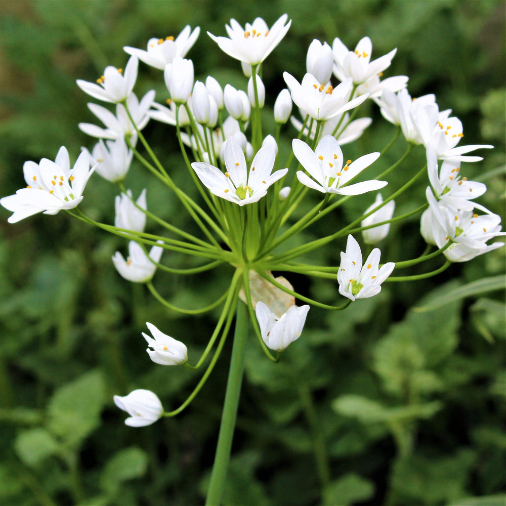 Allium - Neapolitanum Naples Garlic: 20 Bulbs