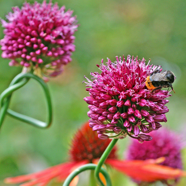 Allium - Sphaerocephalon Drumstick: 20 Bulbs