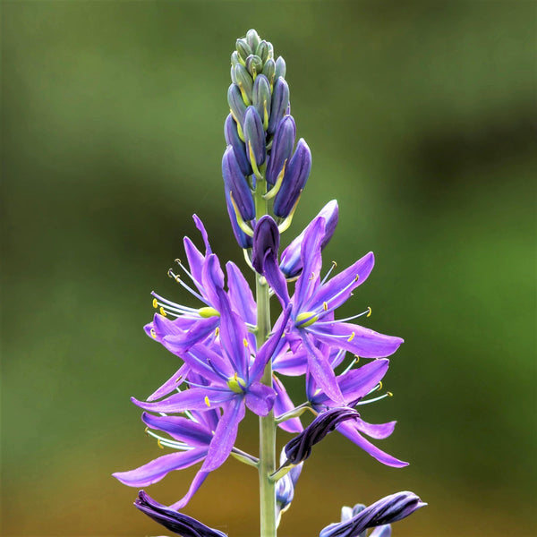 Camassia - Esculenta Indian Hyacinth: 5 Bulbs