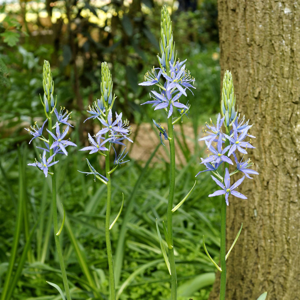 Camassia - Quamash Blue Melody: 5 Bulbs