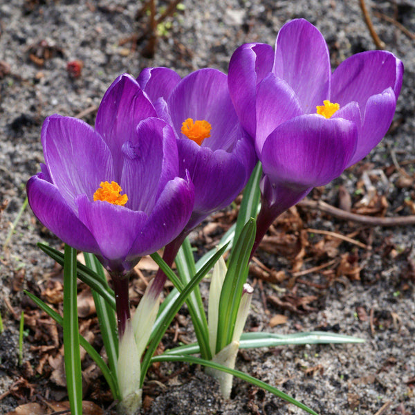 Crocus - Flower Record: 20 Bulbs