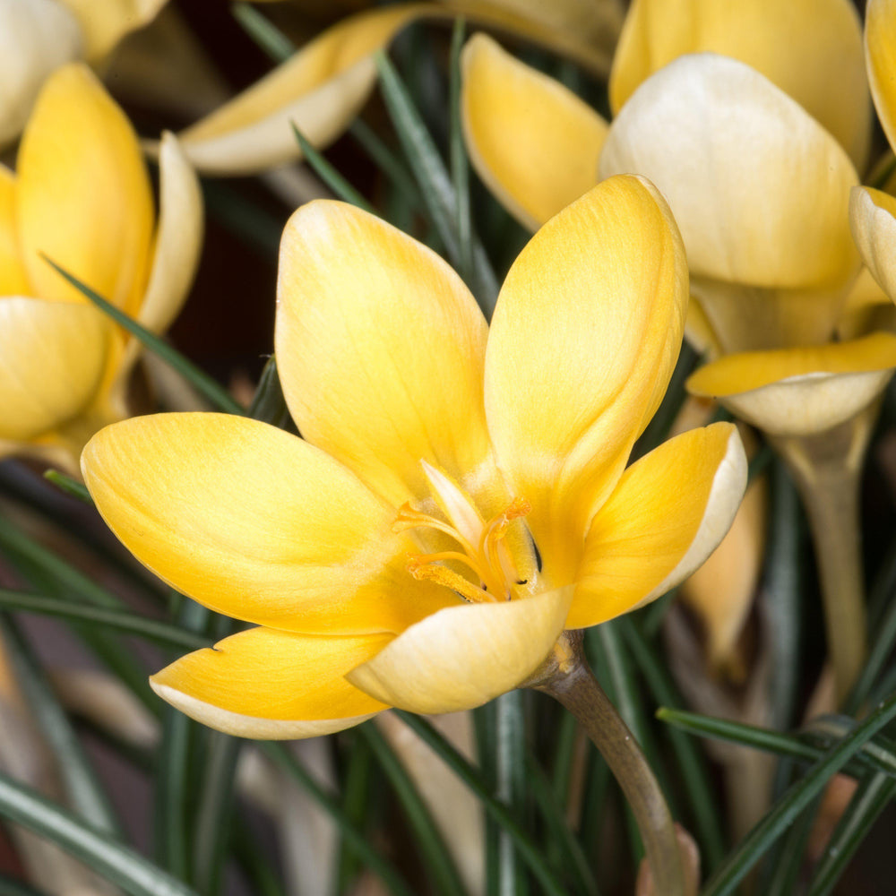 Crocus - Goldilocks: 20 Bulbs