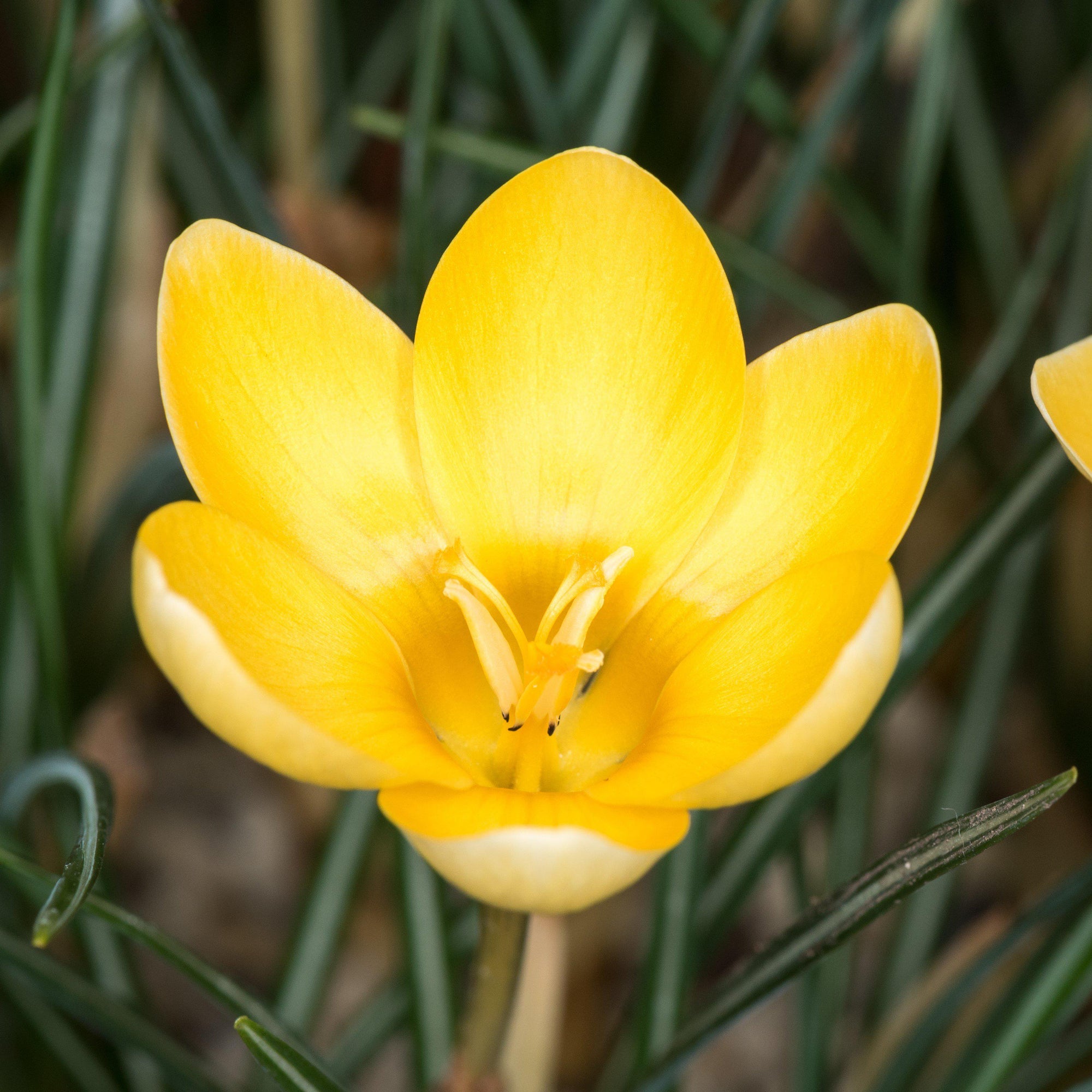 Crocus - Goldilocks: 20 Bulbs