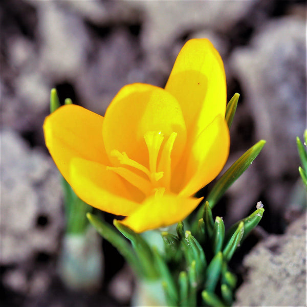 Crocus - Goldilocks: 20 Bulbs