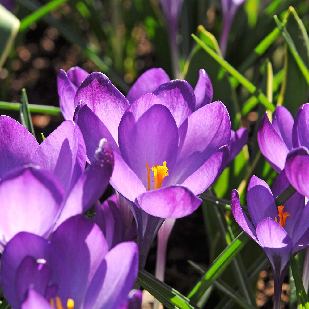 Crocus - Flower Record: 20 Bulbs