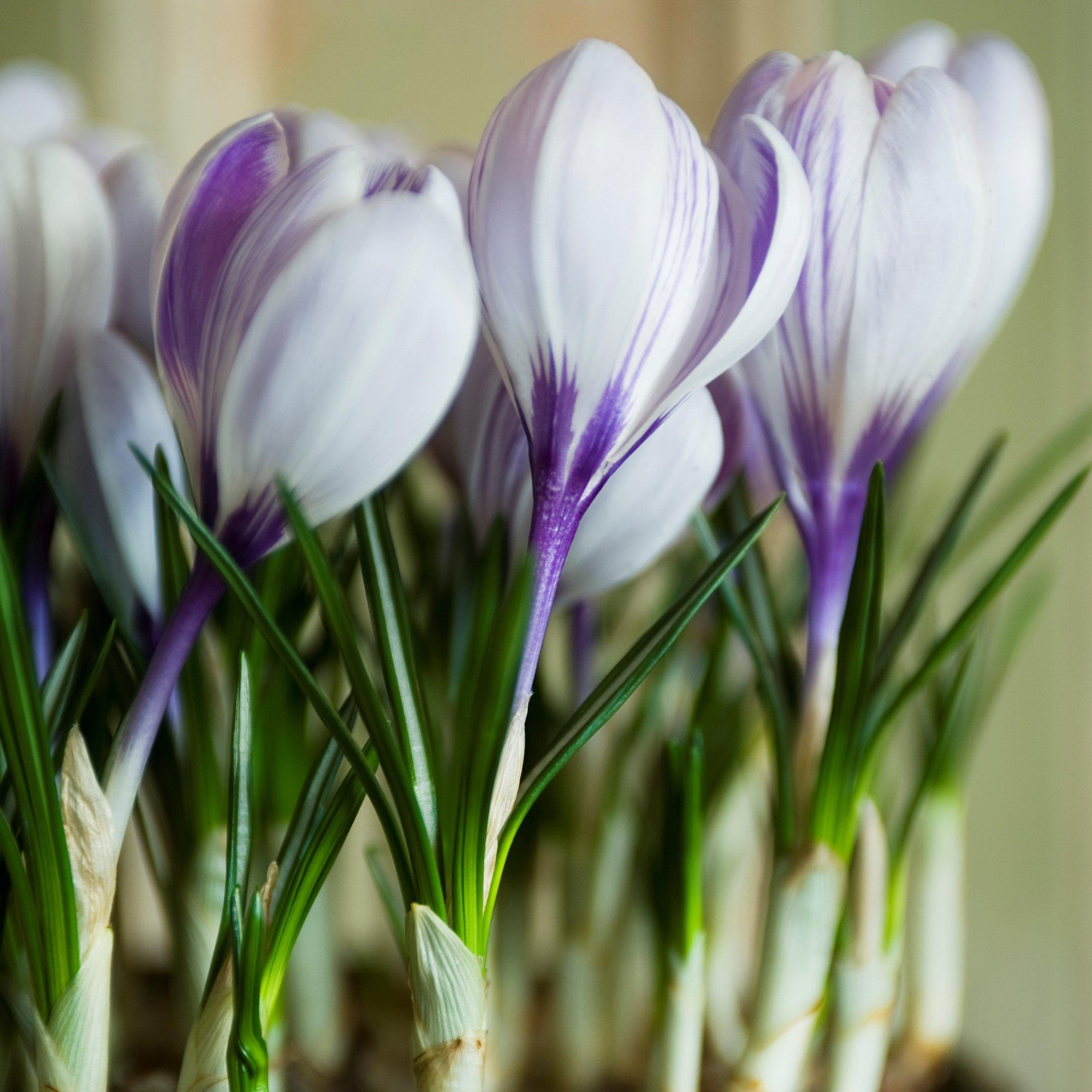 Crocus - King of the Striped: 20 Bulbs