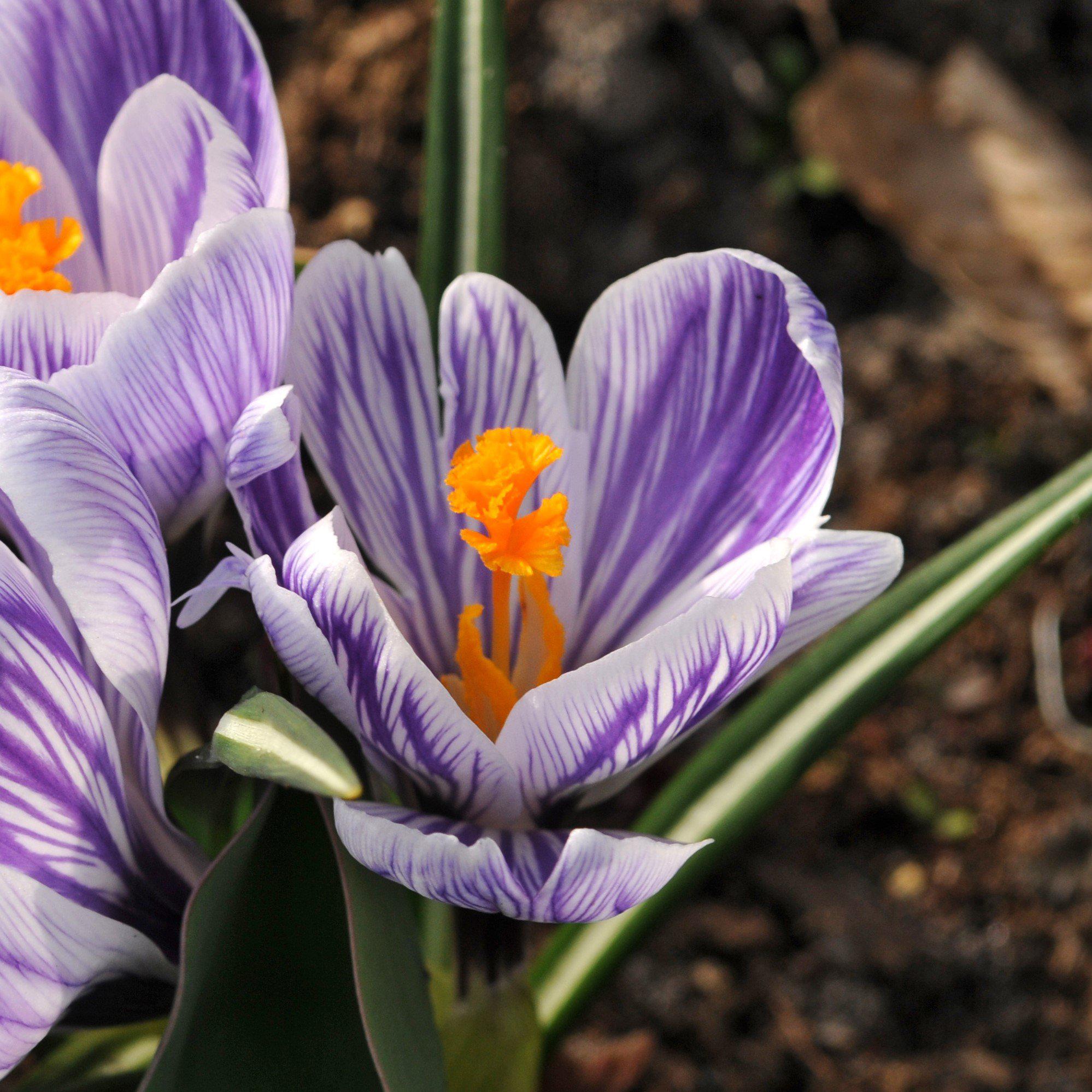 Crocus - King of the Striped: 20 Bulbs