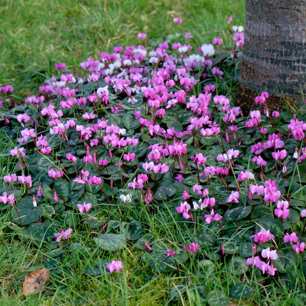 Cyclamen - Angel Flutter Mix: 3 Bulbs