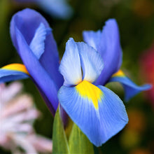 Dutch Iris - Blue Diamond: 20 Bulbs