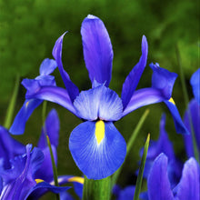 Dutch Iris - Blue Diamond: 20 Bulbs