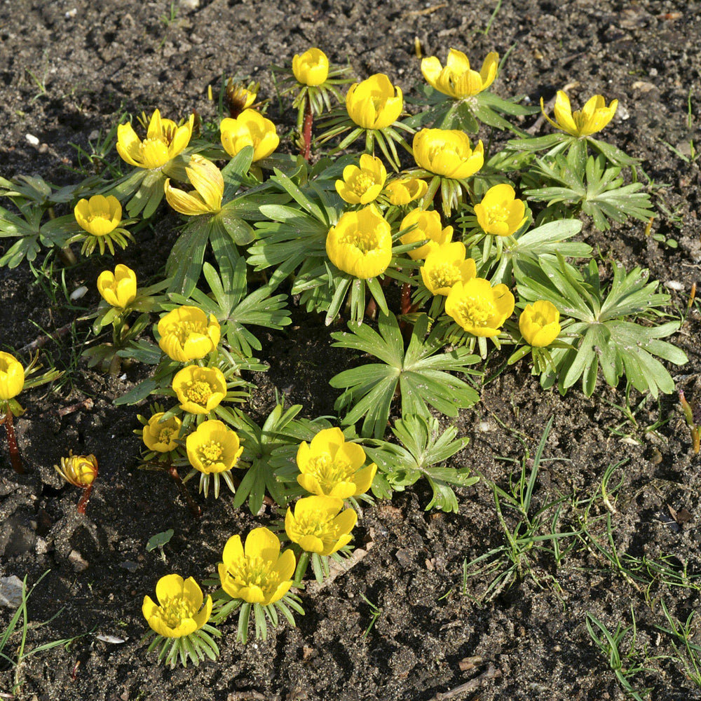 Eranthis - Winter Aconite: 30 Bulbs