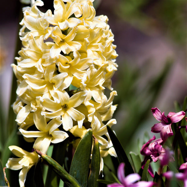 Hyacinth - City of Harlem: 10 Bulbs