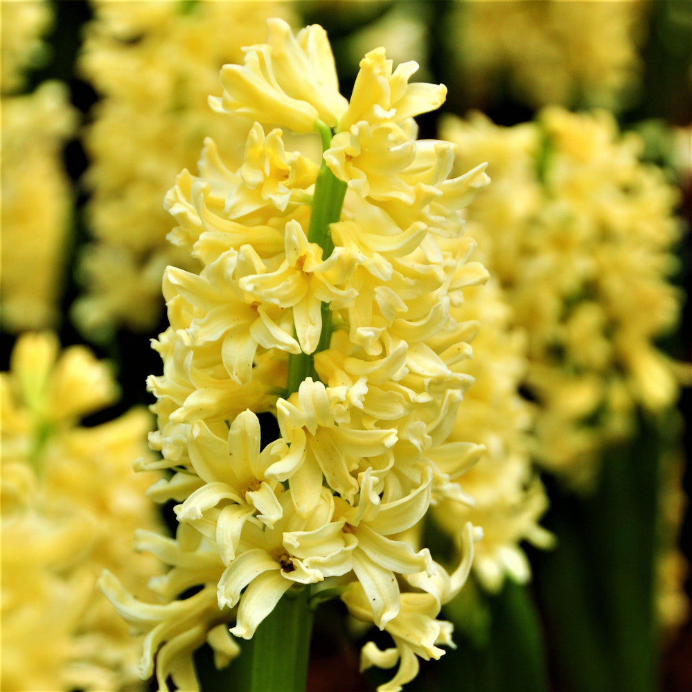 Hyacinth - City of Harlem: 10 Bulbs