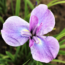 Japanese Iris - Zen Garden Mix: 5 Rhizomes