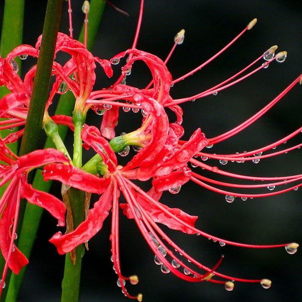 Lycoris - Radiata Red: 1 Bulb