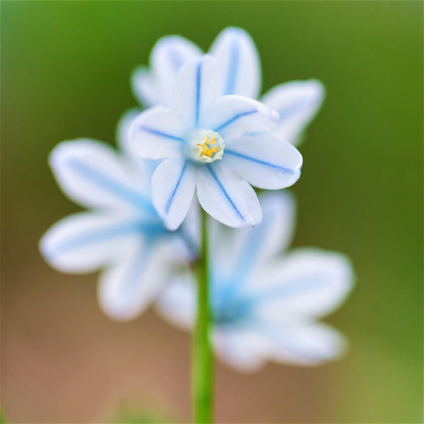 Scilla - Striped Squill Puschkinia: 50 Bulbs